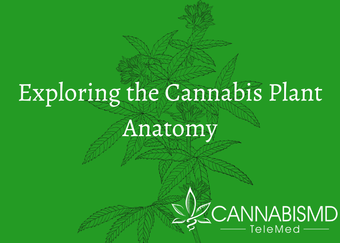 Exploring the Cannabis Plant Anatomy: Parts & Gender Differences